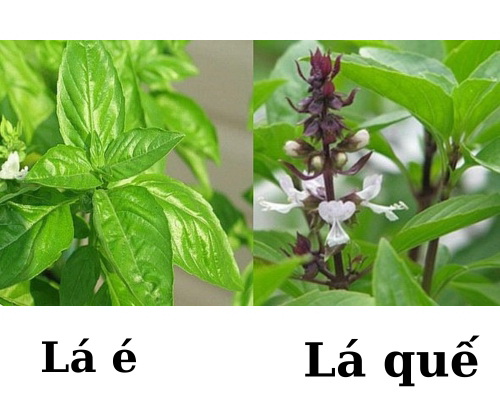 Nhà hàng lẩu gà lá é đường 3/4 ĐL ở đâu